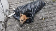 Indignación en Morelos: abandonan a un perrito atropellado dentro de una bolsa