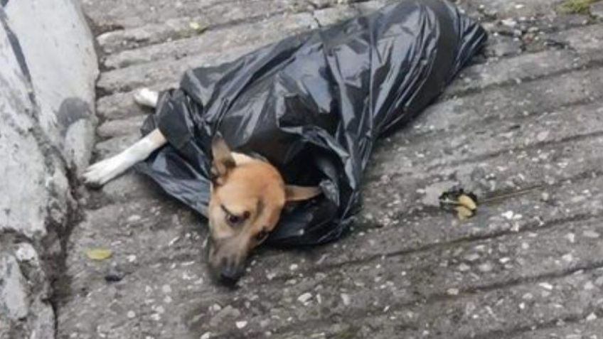 Indignación en Morelos: abandonan a un perrito atropellado dentro de una bolsa