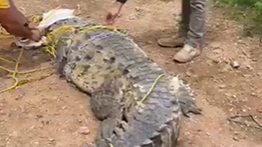 Trasladan al Santuario Ostok Sinaloa a gran reptil que deambulaba en zona habitacional