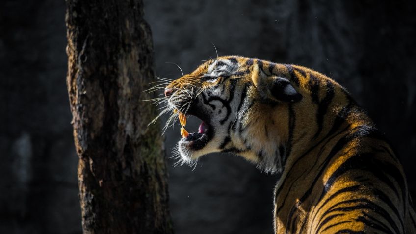 Increíble: una mujer se enfrenta a un tigre para salvar a su bebé de ser devorado