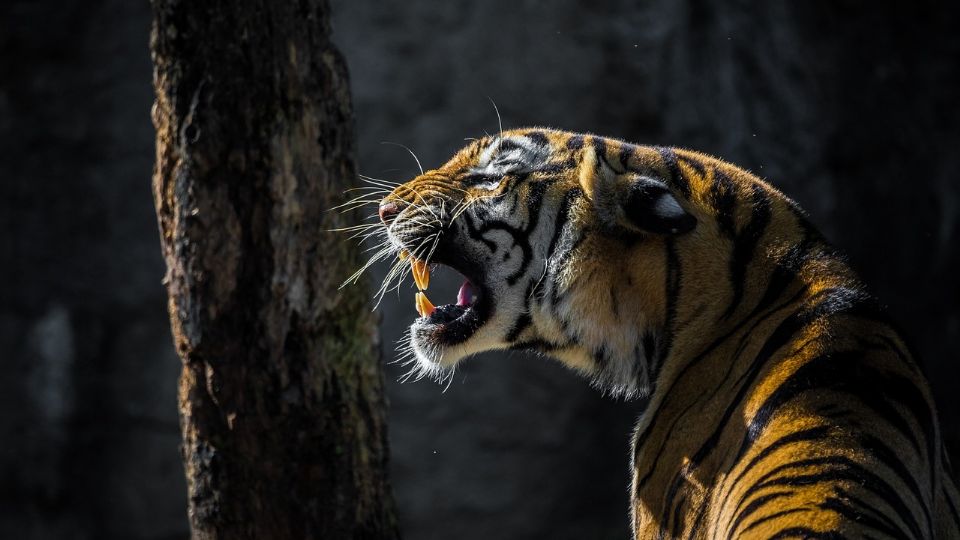 El animal atacó a la mujer y a su hijo menor