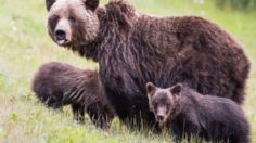 Un cazador resultó gravemente herido tras el feroz ataque de una osa que protegió a sus cachorros