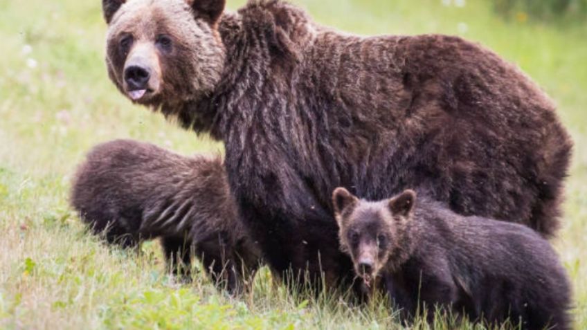 Un cazador resultó gravemente herido tras el feroz ataque de una osa que protegió a sus cachorros