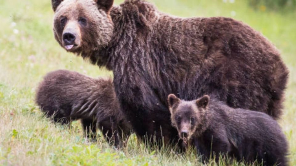 Aunque la osa no fue atacada por el individuo ni por sus acompañantes se sintió en alerta y atacó