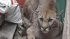 VIDEO | Un puma se refugió dentro de una casa por los fuertes incendios forestales