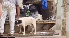 VIDEO | Perrito acomedido ayuda a recolectar la basura y enternece a la red