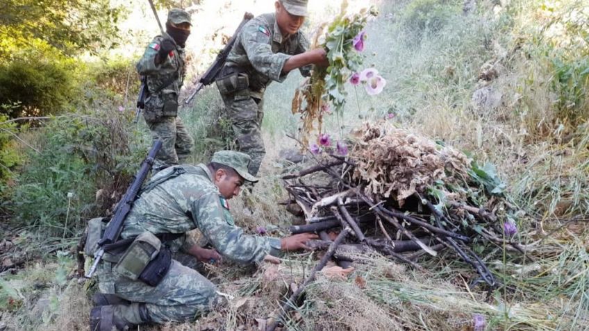 Duro golpe contra el crimen organizado: la Sedena destruye 13 narcolaboratorios y mil 121 plantíos de amapola