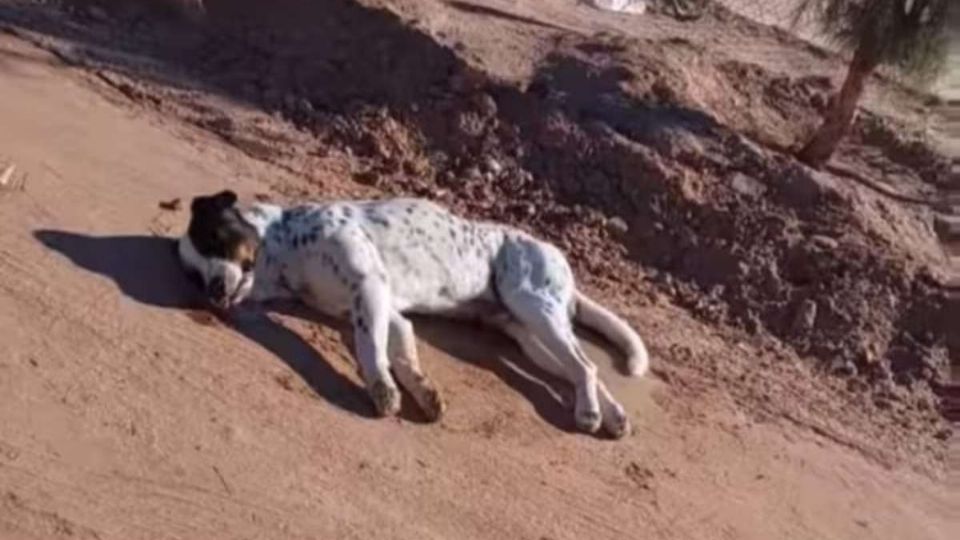 Los animales han aparecido en la calle sin vida.