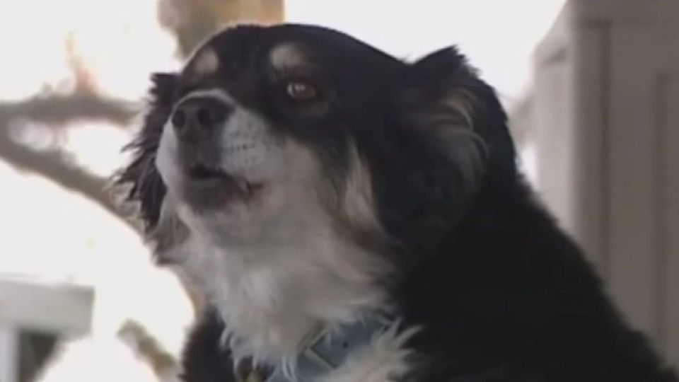 El animal que heredará una fortuna es un can de raza border collie de 8 años.