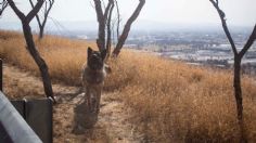 Indignación en Querétaro: un perrito fue abandonado bajo el sol y a mitad de la carretera