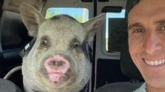 Indignación en redes: un hombre adoptó a un cerdito y horas más tarde se lo comió en tocino