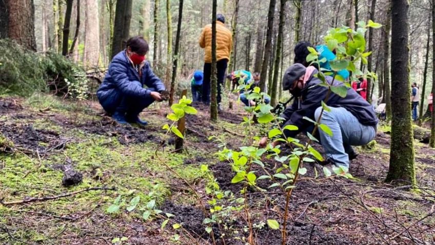 Reto Verde: En CDMX se han plantado 34.7 millones de árboles y arbustos