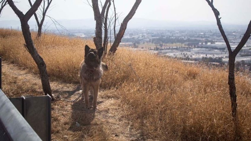 Indignación en Querétaro: un perrito fue abandonado bajo el sol y a mitad de la carretera