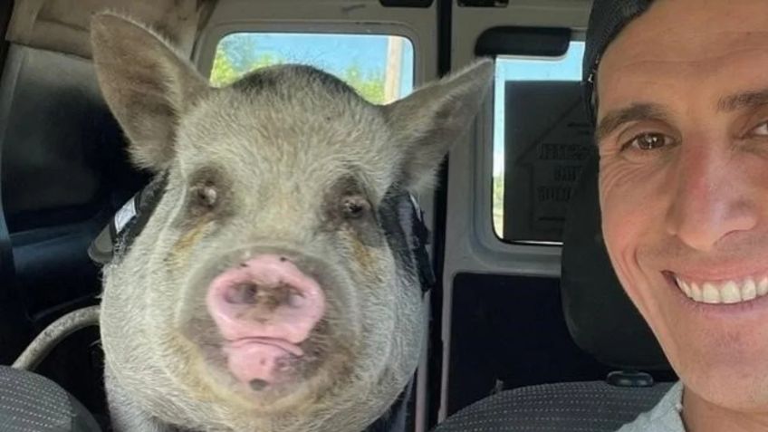 Indignación en redes: un hombre adoptó a un cerdito y horas más tarde se lo comió en tocino