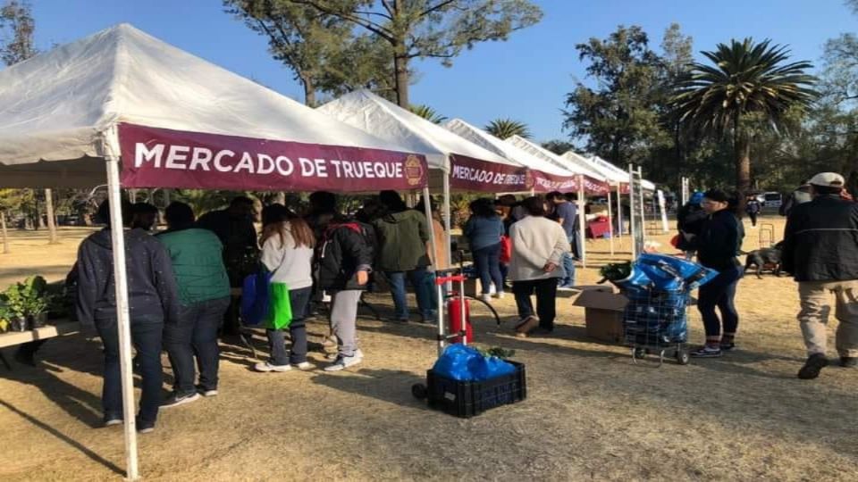 Los árboles de Navidad se reciben en el Mercado de Trueque