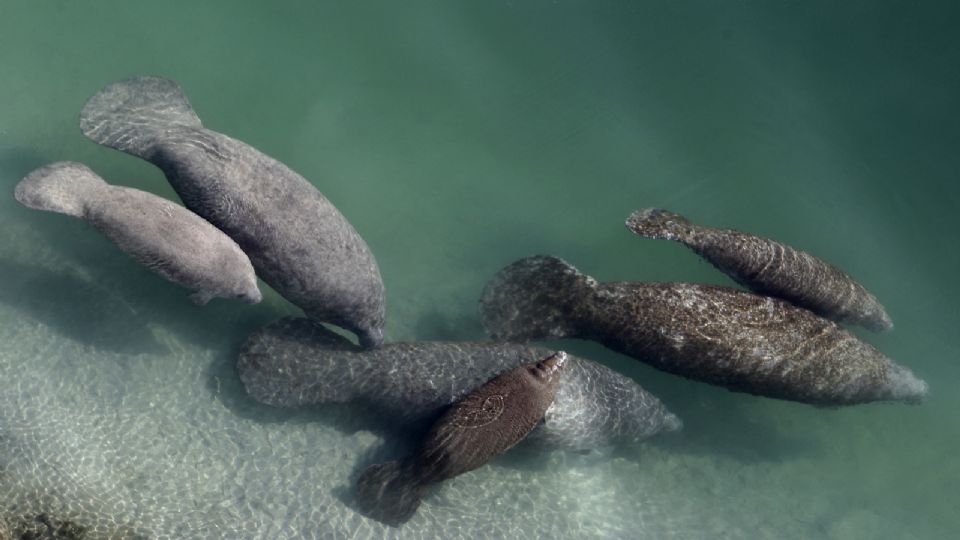 La inanición crónica causada por la contaminación del agua sigue siendo una preocupación importante en la muerte de manatíes en Florida.