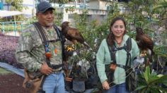 Conoce a Almendrita y Pollo: Aguilillas Harris que protegen fauna de Canal Nacional