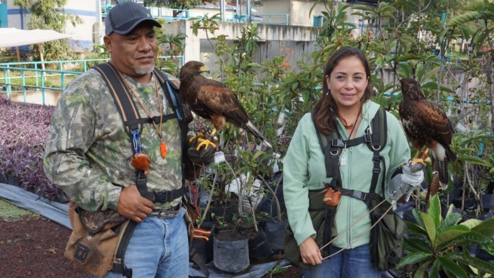 'Almendrita” y “Pollo” y sus tutores de Sedema, cuidan Canal Nacional