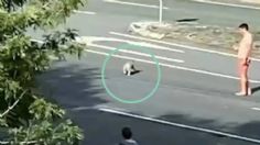 VIDEO: un hombre arriesga su vida al ayudar a un koala a cruzar una carretera