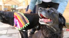 Realiza Sedema jornada para evitar abandono de mascotas en el Cerro de la Estrella