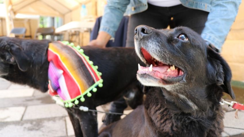 Realiza Sedema jornada para evitar abandono de mascotas en el Cerro de la Estrella