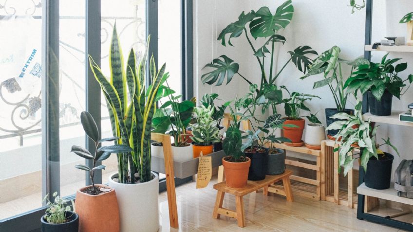 Feng Shui: ¿Dónde colocar las plantas para atraer la abundancia?