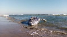 Conmociona a Oaxaca la aparición de una ballena muerta en las costas de Juchitán