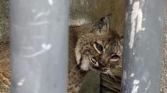 Enjaulado y enfermo: así rescataron a un lince que vivía como mascota doméstica en Iztapalapa