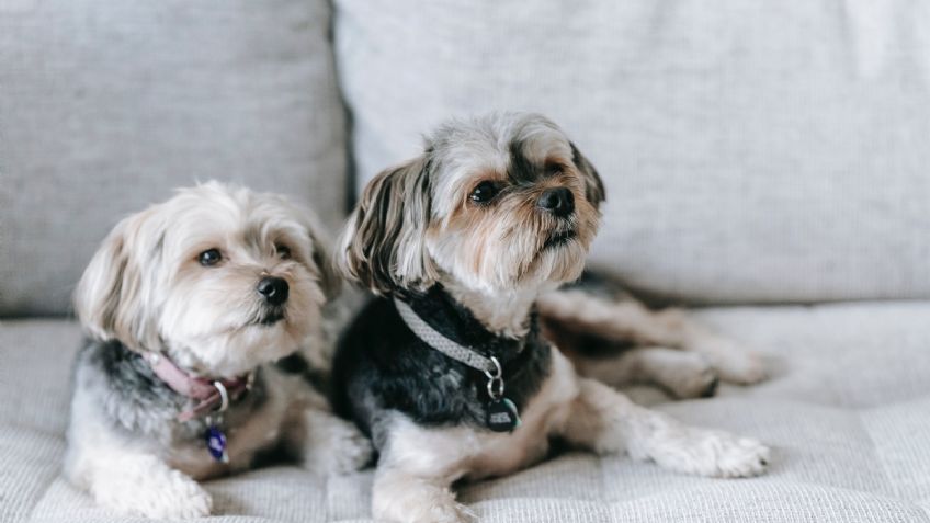 Perros: 5 razas que no sueltan pelo y te ayudarán a tener limpio tu hogar