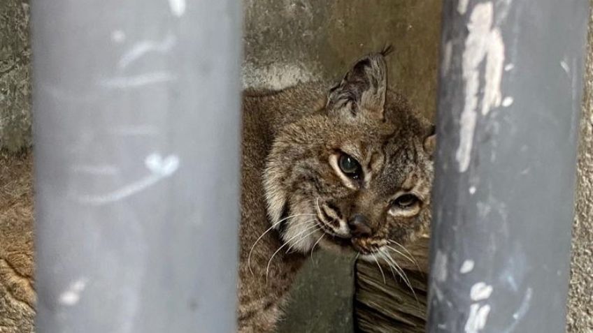 Enjaulado y enfermo: así rescataron a un lince que vivía como mascota doméstica en Iztapalapa