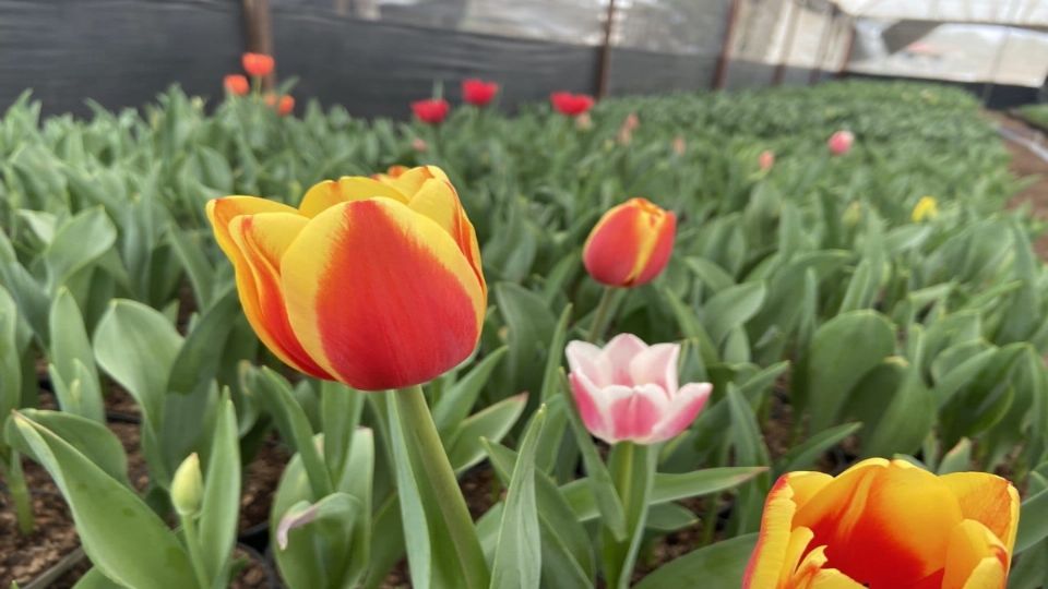 Estas flores se podrán adquirir en cinco puntos de la capital