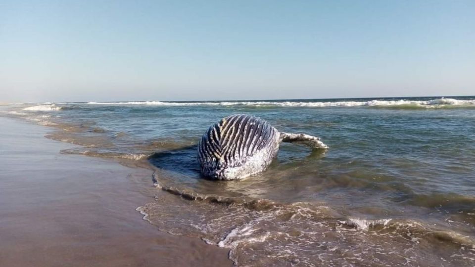 El activista Efraín Solano fue el que fotografió a este animal en la costa