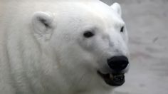 Oso polar mata a un niño y a una mujer en un pueblo de Alaska, lo asesinaron para salvar a la comunidad