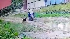 VIDEO | ¡Héroe de cuatro patas! Perrito defendió a su dueña de ser acuchillada