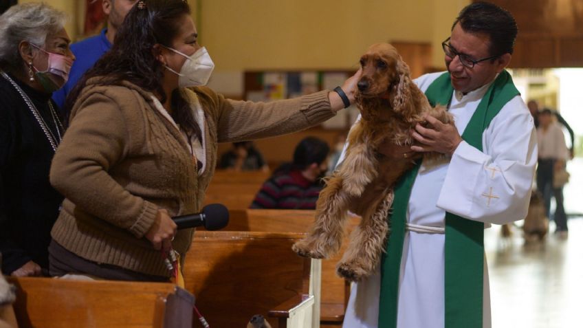 FOTOS: miles de mascotas y animales son bendecidos durante la conmemoración de San Antonio Abad