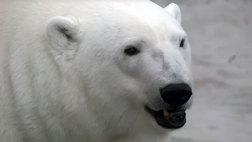 Oso polar mata a un niño y a una mujer en un pueblo de Alaska, lo asesinaron para salvar a la comunidad