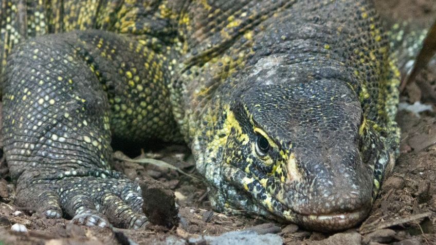 EL reptil rescatado en Xochimilco ya tiene hogar en el herpetario del Zoológico de Chapultepec