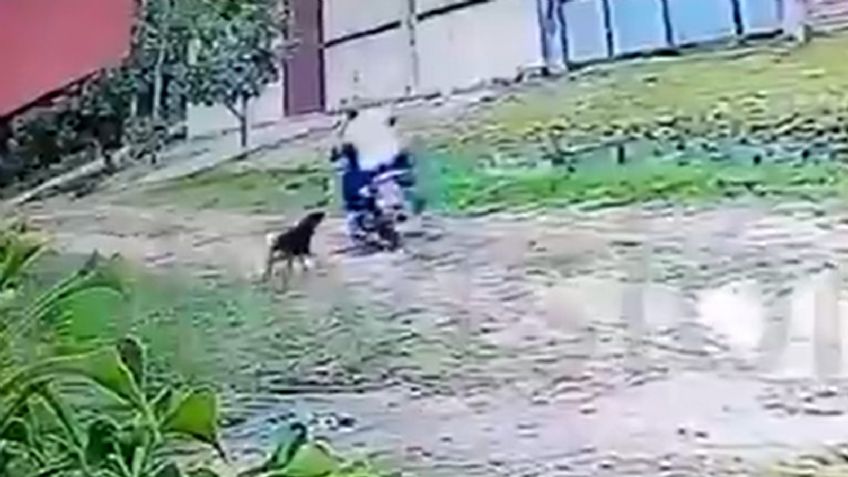 VIDEO | ¡Héroe de cuatro patas! Perrito defendió a su dueña de ser acuchillada