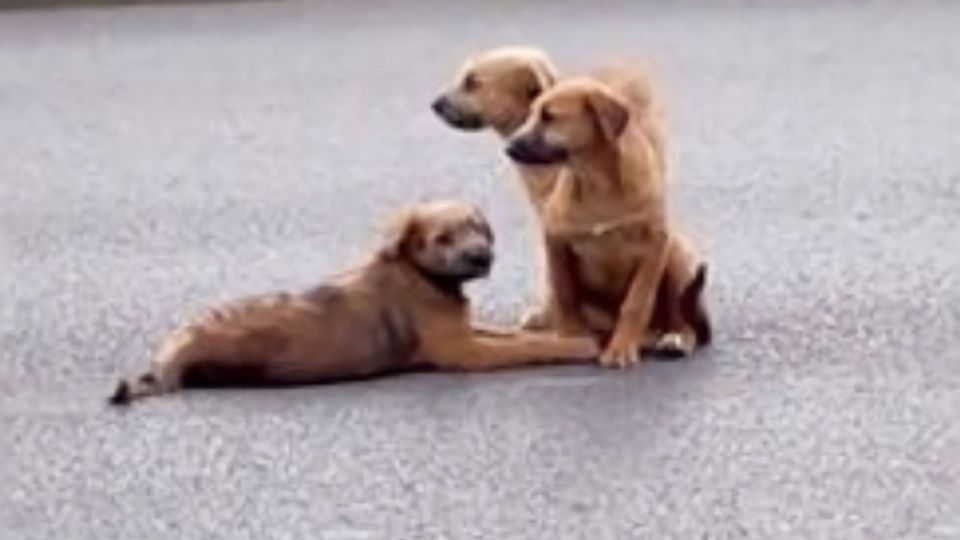 Se encontraron otros videos dentro de la misma red social donde los conductores atropellan cruelmente a los perritos.