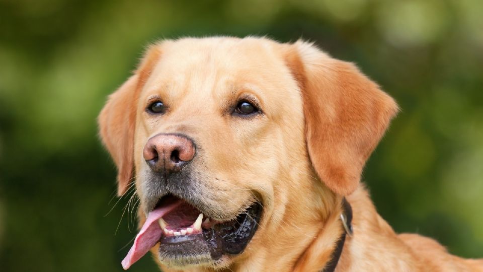 Soñar con perros.