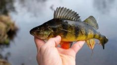 EU, en alerta sanitaria: comer pescado de ríos o lagos es igual a tomar agua contaminada