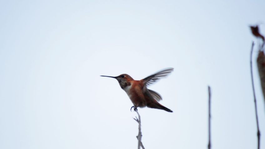 La CDMX recibe 229 especies de aves migratorias de invierno