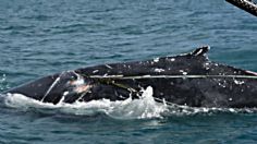 Baja California Sur: rescatan a dos ballenas que estaban atrapadas en mallas de pesca