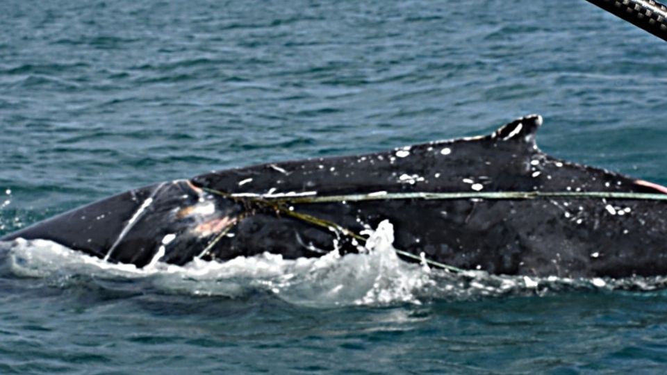 Fueron auxiliadas por la Red de Asistencia a Ballenas Enmalladas