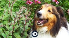 ¿Las tienes en casa? Martha Debayle revela cuáles son las plantas más peligrosas para perros y gatos en su podcast