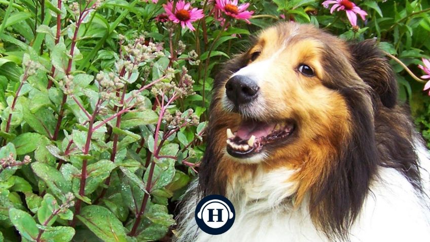 ¿Las tienes en casa? Martha Debayle revela cuáles son las plantas más peligrosas para perros y gatos en su podcast