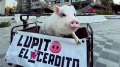 Él es Lupito el cerdito que lleva el cine a los municipios más alejados de Puebla