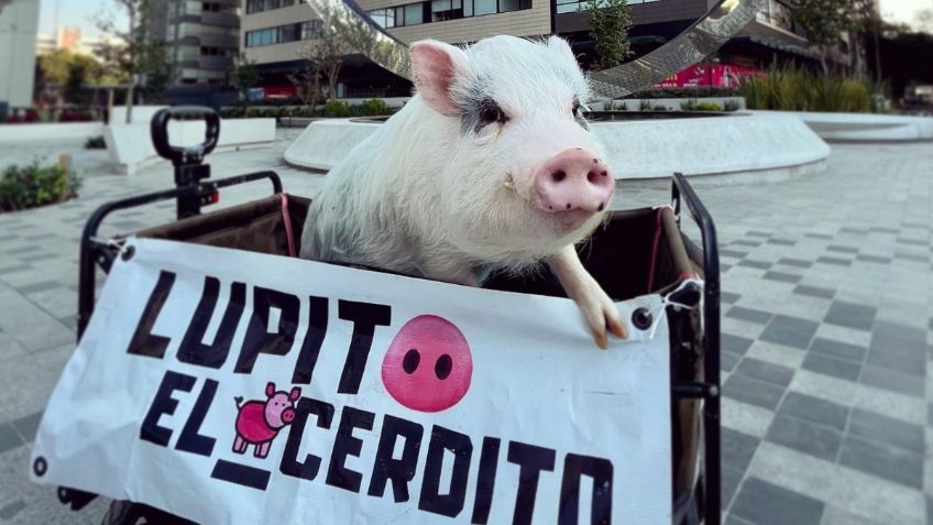 Él es Lupito el cerdito que lleva el cine a los municipios más alejados de Puebla