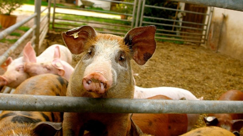 El trágico final de un carnicero: un cerdo lo mató cuando iba a sacrificarlo