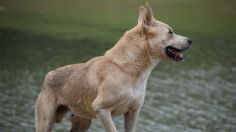 Insólito: un perrito “disparó” un arma y mató a un cazador de un tiro en la espalda